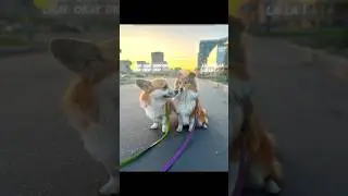 lalalala или okokok? #corgi #corgipuppy #reels #instagram #топ #актив