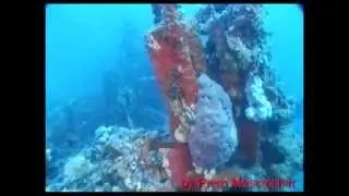 Relitto Torpediniera 5PN