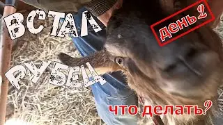 У Козы #встал #рубец день второй