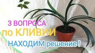 🚑Скорая помощь для КЛИВИИ.