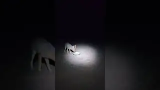Was ist das denn ? ....Kein Betthupferl, sondern ein durstiger Kappfuchs