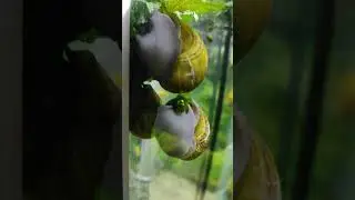 Ampoule snails at dinner: nettles! 