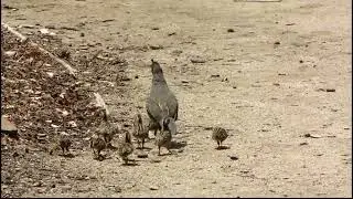California quail mother with lots of babies in May 2009