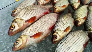 Roach Fishing with Jigs and Catch-up Lures.