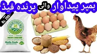 Murgi Ke Ande Dene Ka Ilaj. Ziada Ande Dene ki feed. Treatment of Chicken Eggs Deficiency P2