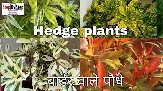 Hedge plants// बार्डर वाले पौधे