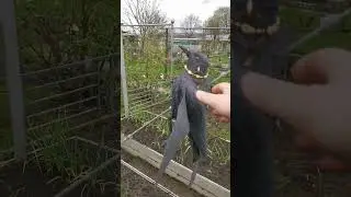 Теплица часть 4.. Дача как хобби.