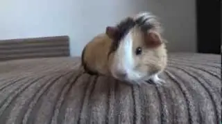 Do guinea pigs like music?