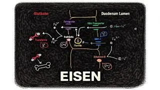 Iron metabolism explained simply