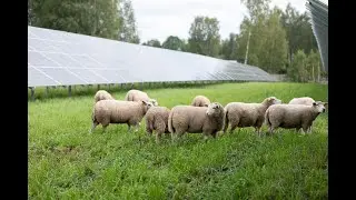 Lambad KC Energy Ruusa päikesepargis