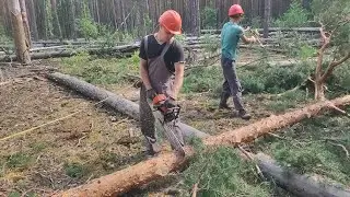 Валка дерева 1 день на новой лесосеке 570 кубов на 1.8 гектара 02.08.2023
