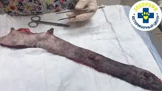 ДЛЯ ЧЕГО ПРОИЗВОДИТСЯ ЗАБОР МАТЕРИАЛА ДЛЯ ГИСТОЛОГИЧЕСКОГО ИССЛЕДОВАНИЯ
