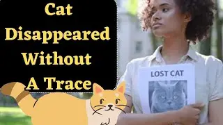 Why Do So Many Cats Go Missing?