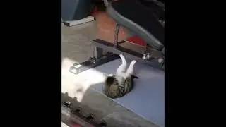 Rocky The Cat 🤣