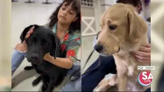Rodeo Spotlight: Meet SA high schoolers who train guide dogs & compete in rodeo