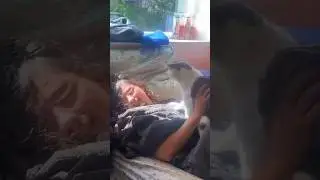 A Cat’s Revenge - Cat speak English #funny #cat #funnycats #funnyvoiceover #talkingcats #shorts