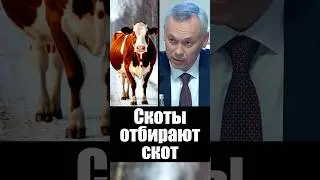 Война с коровами. Почему отбирают скот?