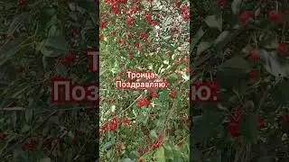 Троица. Поздравляю.