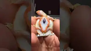This turtle has an exposed heart and proved them wrong 🥺❤️ #shorts