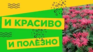 Монарда в саду — любуемся, лечимся и пьем вкусный чай!