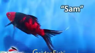 Sam goldenfish video