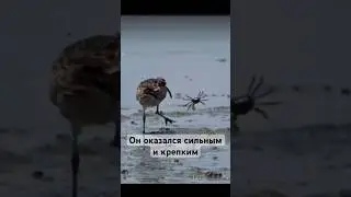 Краб против птицы 