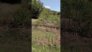 Дополненный обзор нашего огорода