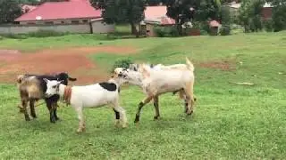 Screaming Goat interested in Female Goat