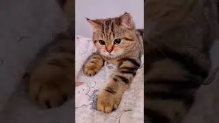 So funny cats 