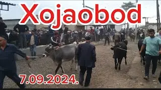 Андижон вилояти Хожаобод хайвон бозори нархлари 7.09.2024. 