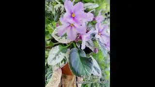 Химерный спорт от сорта ЛЕ-Эрика (Е.Лебецкая) #flowers #цветы #plants
