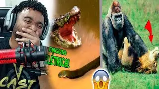 🔴 Quando os Animais Escolhem o Oponente Errado! | ALEXANDRE NA ÁREA #react