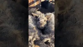 Плюшевые СВИНЬИ😍
