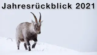 Meine besten Erlebnisse und Fotos in der Natur - Jahresrückblick 2021