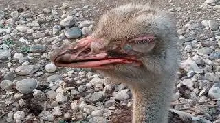 Страус под музыкой асмр