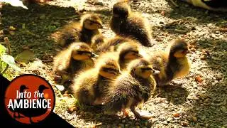 Feeding Birds, Ducks, Baby Ducks, Squirrels - Nature Relaxation Video - No Music - 4K