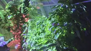 NightBloom: Lightform at The Conservatory Of Flowers