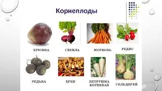 Видоизменение корней
