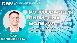 БОЛДЫРЕВ: «Конформация липидных молекул»