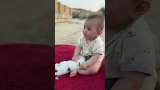 Жаль кошку