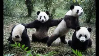 Animals Who Appear To Be Posing For A Hot New Album Cover