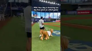 My dog threw out the first pitch at a MLB game! 