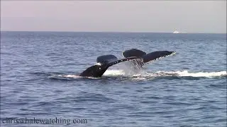 11.8.24 Humpback Whales