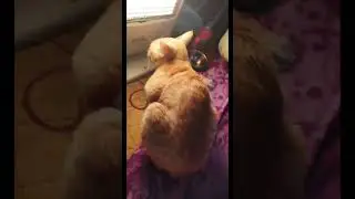 feeling cold.? 😅#cutecat #love #goldy #funnyvideo #winter #youtubeshorts