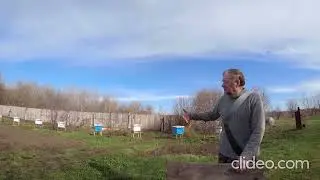 Где летит пчела?