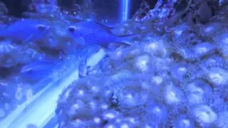 Reef Chromis