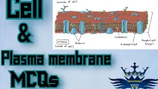 Cell & plasma membrane mcqs
