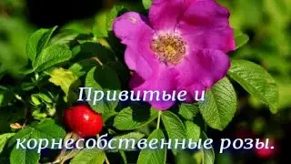 Привитые и корнесобственные розы. Питомник растений Е. Иващенко