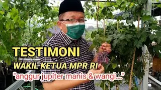 Kunjungan wakil ketua MPR RI dikebun rooftop adly natha