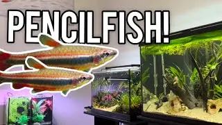 Fish Room Update 😇